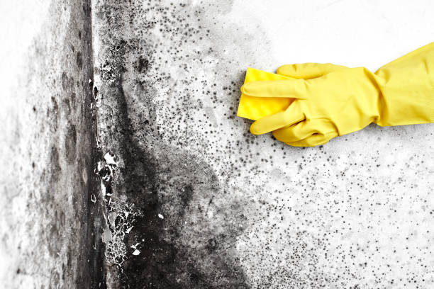 Best Fast Mold Removal  in Holden, MO