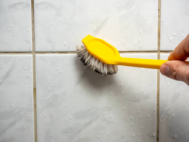 Trusted Holden, MO Mold Removal Experts