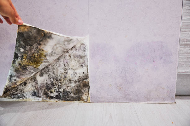 Best Local Mold Removal Service  in Holden, MO